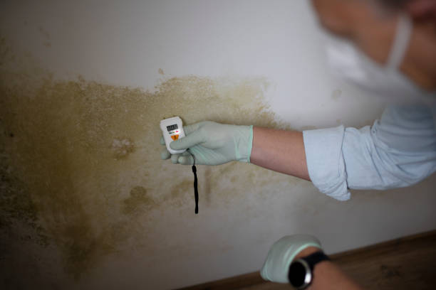 Home Mold Removal in Laurel Bay, SC